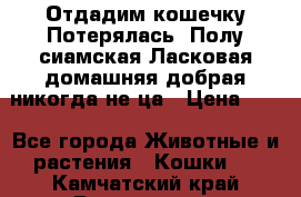 Отдадим кошечку.Потерялась. Полу сиамская.Ласковая,домашняя,добрая,никогда не ца › Цена ­ 1 - Все города Животные и растения » Кошки   . Камчатский край,Вилючинск г.